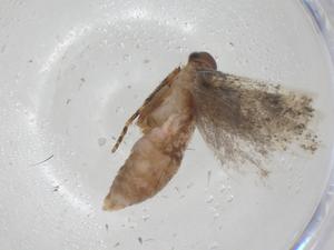  ( - CBG-A27763-G11)  @11 [ ] CreativeCommons - Attribution Share - Alike (2024) Centre for Biodiversity Genomics Centre for Biodiversity Genomics