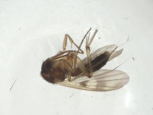  ( - CBG-A27764-A01)  @11 [ ] CreativeCommons - Attribution Share - Alike (2024) Centre for Biodiversity Genomics Centre for Biodiversity Genomics