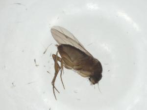  ( - CBG-A27764-F10)  @11 [ ] CreativeCommons - Attribution Share - Alike (2024) Centre for Biodiversity Genomics Centre for Biodiversity Genomics