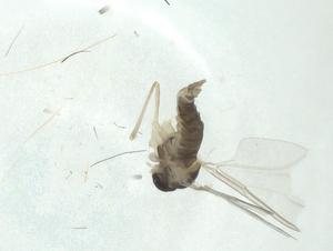  ( - CBG-A27765-A01)  @11 [ ] CreativeCommons - Attribution Share - Alike (2024) Centre for Biodiversity Genomics Centre for Biodiversity Genomics