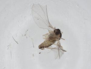  ( - CBG-A27766-F05)  @11 [ ] CreativeCommons - Attribution Share - Alike (2024) Centre for Biodiversity Genomics Centre for Biodiversity Genomics