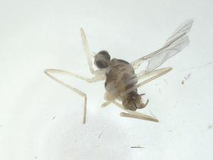  ( - CBG-A27767-A04)  @11 [ ] CreativeCommons - Attribution Share - Alike (2024) Centre for Biodiversity Genomics Centre for Biodiversity Genomics