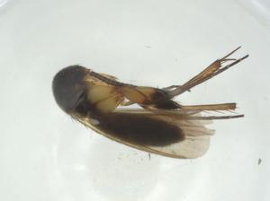  ( - CBG-A27767-B03)  @11 [ ] CreativeCommons - Attribution Share - Alike (2024) Centre for Biodiversity Genomics Centre for Biodiversity Genomics