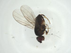  ( - CBG-A27767-C06)  @11 [ ] CreativeCommons - Attribution Share - Alike (2024) Centre for Biodiversity Genomics Centre for Biodiversity Genomics