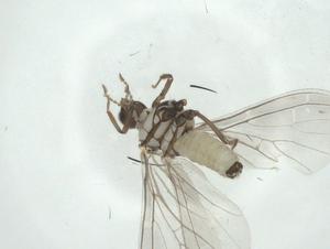  ( - CBG-A27767-E03)  @11 [ ] CreativeCommons - Attribution Share - Alike (2024) Centre for Biodiversity Genomics Centre for Biodiversity Genomics