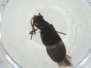  ( - CBG-A27768-G10)  @11 [ ] CreativeCommons - Attribution Share - Alike (2024) Centre for Biodiversity Genomics Centre for Biodiversity Genomics