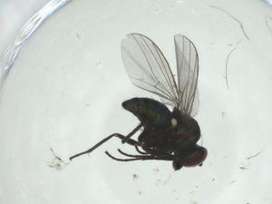  ( - CBG-A27769-C08)  @11 [ ] CreativeCommons - Attribution Share - Alike (2024) Centre for Biodiversity Genomics Centre for Biodiversity Genomics