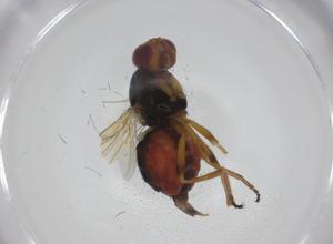  ( - CBG-A27770-F07)  @11 [ ] CreativeCommons - Attribution Share - Alike (2024) Centre for Biodiversity Genomics Centre for Biodiversity Genomics