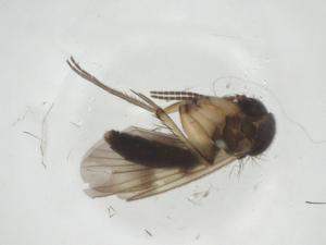  ( - CBG-A27771-D07)  @11 [ ] CreativeCommons - Attribution Share - Alike (2024) Centre for Biodiversity Genomics Centre for Biodiversity Genomics