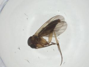  ( - CBG-A27771-D09)  @11 [ ] CreativeCommons - Attribution Share - Alike (2024) Centre for Biodiversity Genomics Centre for Biodiversity Genomics