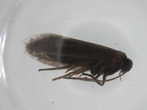  ( - CBG-A27773-B03)  @11 [ ] CreativeCommons - Attribution Share - Alike (2024) Centre for Biodiversity Genomics Centre for Biodiversity Genomics