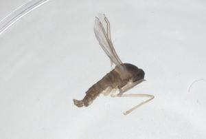  ( - CBG-A27773-F01)  @11 [ ] CreativeCommons - Attribution Share - Alike (2024) Centre for Biodiversity Genomics Centre for Biodiversity Genomics