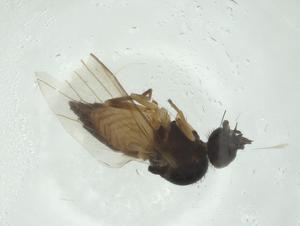  ( - CBG-A27796-D06)  @11 [ ] CreativeCommons - Attribution Share - Alike (2024) Centre for Biodiversity Genomics Centre for Biodiversity Genomics