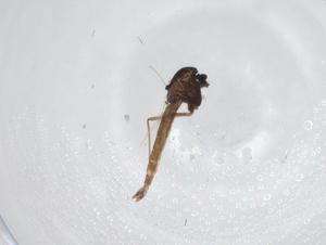  ( - CBG-A27797-E11)  @11 [ ] CreativeCommons - Attribution Share - Alike (2024) Centre for Biodiversity Genomics Centre for Biodiversity Genomics