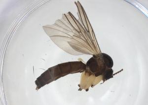  ( - CBG-A27797-H05)  @11 [ ] CreativeCommons - Attribution Share - Alike (2024) Centre for Biodiversity Genomics Centre for Biodiversity Genomics