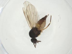  ( - CBG-A27798-A01)  @11 [ ] CreativeCommons - Attribution Share - Alike (2024) Centre for Biodiversity Genomics Centre for Biodiversity Genomics