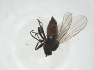  ( - CBG-A27798-B06)  @11 [ ] CreativeCommons - Attribution Share - Alike (2024) Centre for Biodiversity Genomics Centre for Biodiversity Genomics