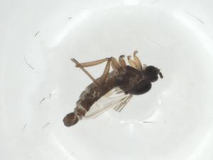  ( - CBG-A27798-C06)  @11 [ ] CreativeCommons - Attribution Share - Alike (2024) Centre for Biodiversity Genomics Centre for Biodiversity Genomics