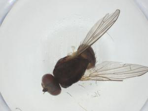  ( - CBG-A27798-C11)  @11 [ ] CreativeCommons - Attribution Share - Alike (2024) Centre for Biodiversity Genomics Centre for Biodiversity Genomics