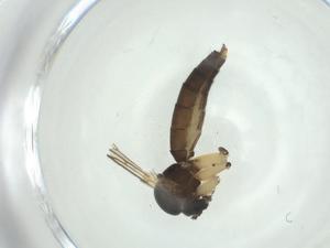  ( - CBG-A27799-G03)  @11 [ ] CreativeCommons - Attribution Share - Alike (2024) Centre for Biodiversity Genomics Centre for Biodiversity Genomics