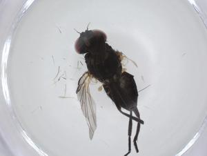  ( - CBG-A27800-F04)  @11 [ ] CreativeCommons - Attribution Share - Alike (2024) Centre for Biodiversity Genomics Centre for Biodiversity Genomics