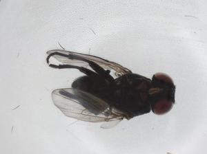  ( - CBG-A27800-G02)  @11 [ ] CreativeCommons - Attribution Share - Alike (2024) Centre for Biodiversity Genomics Centre for Biodiversity Genomics