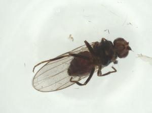  ( - CBG-A27802-B03)  @11 [ ] CreativeCommons - Attribution Share - Alike (2024) Centre for Biodiversity Genomics Centre for Biodiversity Genomics