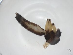  ( - CBG-A27803-E12)  @11 [ ] CreativeCommons - Attribution Share - Alike (2024) Centre for Biodiversity Genomics Centre for Biodiversity Genomics