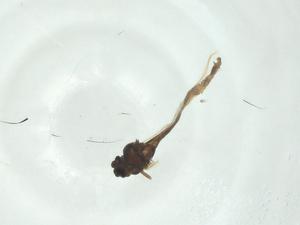  ( - CBG-A27804-C08)  @11 [ ] CreativeCommons - Attribution Share - Alike (2024) Centre for Biodiversity Genomics Centre for Biodiversity Genomics