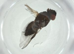  ( - CBG-A27804-C11)  @11 [ ] CreativeCommons - Attribution Share - Alike (2024) Centre for Biodiversity Genomics Centre for Biodiversity Genomics