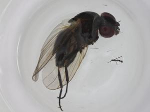  ( - CBG-A27805-A09)  @11 [ ] CreativeCommons - Attribution Share - Alike (2024) Centre for Biodiversity Genomics Centre for Biodiversity Genomics