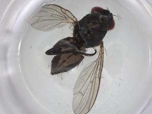  ( - CBG-A27805-C12)  @11 [ ] CreativeCommons - Attribution Share - Alike (2024) Centre for Biodiversity Genomics Centre for Biodiversity Genomics