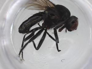  ( - CBG-A27805-D12)  @11 [ ] CreativeCommons - Attribution Share - Alike (2024) Centre for Biodiversity Genomics Centre for Biodiversity Genomics