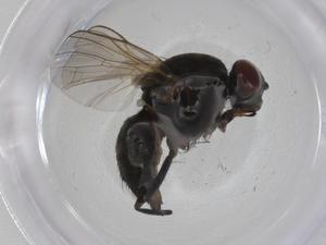  ( - CBG-A27805-E10)  @11 [ ] CreativeCommons - Attribution Share - Alike (2024) Centre for Biodiversity Genomics Centre for Biodiversity Genomics