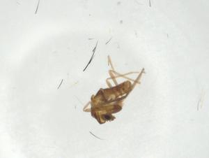  ( - CBG-A27806-B02)  @11 [ ] CreativeCommons - Attribution Share - Alike (2024) Centre for Biodiversity Genomics Centre for Biodiversity Genomics