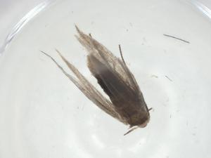  ( - CBG-A27806-C03)  @11 [ ] CreativeCommons - Attribution Share - Alike (2024) Centre for Biodiversity Genomics Centre for Biodiversity Genomics