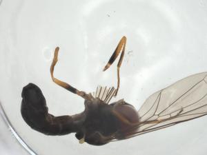  (Dorylomorpha occidens - CBG-A27806-D08)  @11 [ ] CreativeCommons - Attribution Share - Alike (2024) Centre for Biodiversity Genomics Centre for Biodiversity Genomics