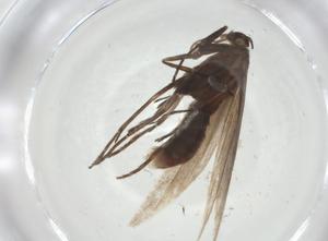  ( - CBG-A27806-D09)  @11 [ ] CreativeCommons - Attribution Share - Alike (2024) Centre for Biodiversity Genomics Centre for Biodiversity Genomics