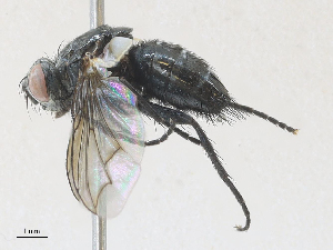  ( - CBG-A28406-G09)  @11 [ ] CreativeCommons - Attribution Share - Alike (2024) CBG Photography Group Centre for Biodiversity Genomics