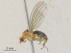  ( - CBG-A28407-B03)  @11 [ ] CreativeCommons - Attribution Share - Alike (2024) CBG Photography Group Centre for Biodiversity Genomics