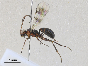  ( - CBG-A28407-D05)  @11 [ ] CreativeCommons - Attribution Share - Alike (2024) CBG Photography Group Centre for Biodiversity Genomics