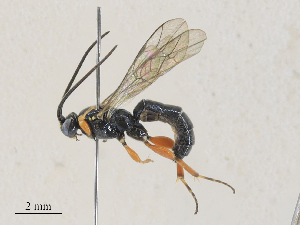  ( - CBG-A28407-E01)  @11 [ ] CreativeCommons - Attribution Share - Alike (2024) CBG Photography Group Centre for Biodiversity Genomics