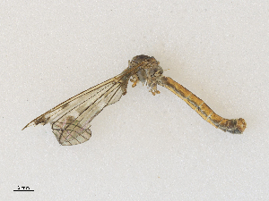  ( - CBG-A28407-G07)  @11 [ ] CreativeCommons - Attribution Share - Alike (2024) CBG Photography Group Centre for Biodiversity Genomics