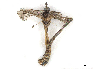  ( - CBG-A28407-G09)  @11 [ ] CreativeCommons - Attribution Share-Alike (2024) CBG Photography Group Centre for Biodiversity Genomics