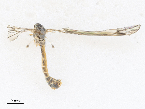  ( - CBG-A28407-H02)  @11 [ ] CreativeCommons - Attribution Share - Alike (2024) CBG Photography Group Centre for Biodiversity Genomics