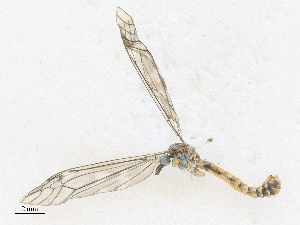  ( - CBG-A28407-H05)  @11 [ ] CreativeCommons - Attribution Share - Alike (2024) CBG Photography Group Centre for Biodiversity Genomics