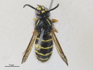  ( - CBG-A28408-B05)  @11 [ ] CreativeCommons - Attribution Share - Alike (2024) CBG Photography Group Centre for Biodiversity Genomics