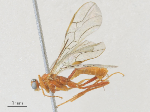  ( - CBG-A28408-B12)  @11 [ ] CreativeCommons - Attribution Share - Alike (2024) CBG Photography Group Centre for Biodiversity Genomics