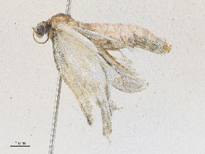  ( - CBG-A28409-E01)  @11 [ ] CreativeCommons - Attribution Share - Alike (2024) CBG Photography Group Centre for Biodiversity Genomics