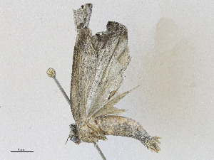  ( - CBG-A28409-E05)  @11 [ ] CreativeCommons - Attribution Share - Alike (2024) CBG Photography Group Centre for Biodiversity Genomics